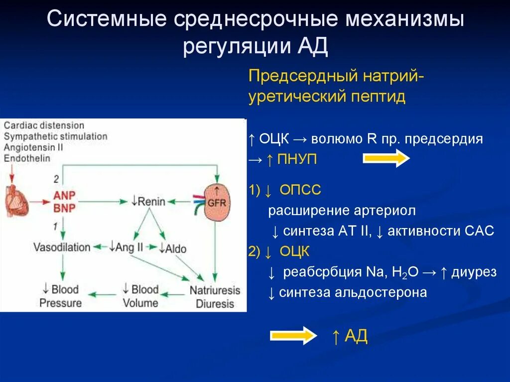 Пептид 32 мозга натрийуретический что это значит. Натрийуретический пептид механизм. Натрийуретический пептид механизм действия. Предсердный натрийуретический пептид механизм. Предсердный натрийуретический гормон механизм действия.