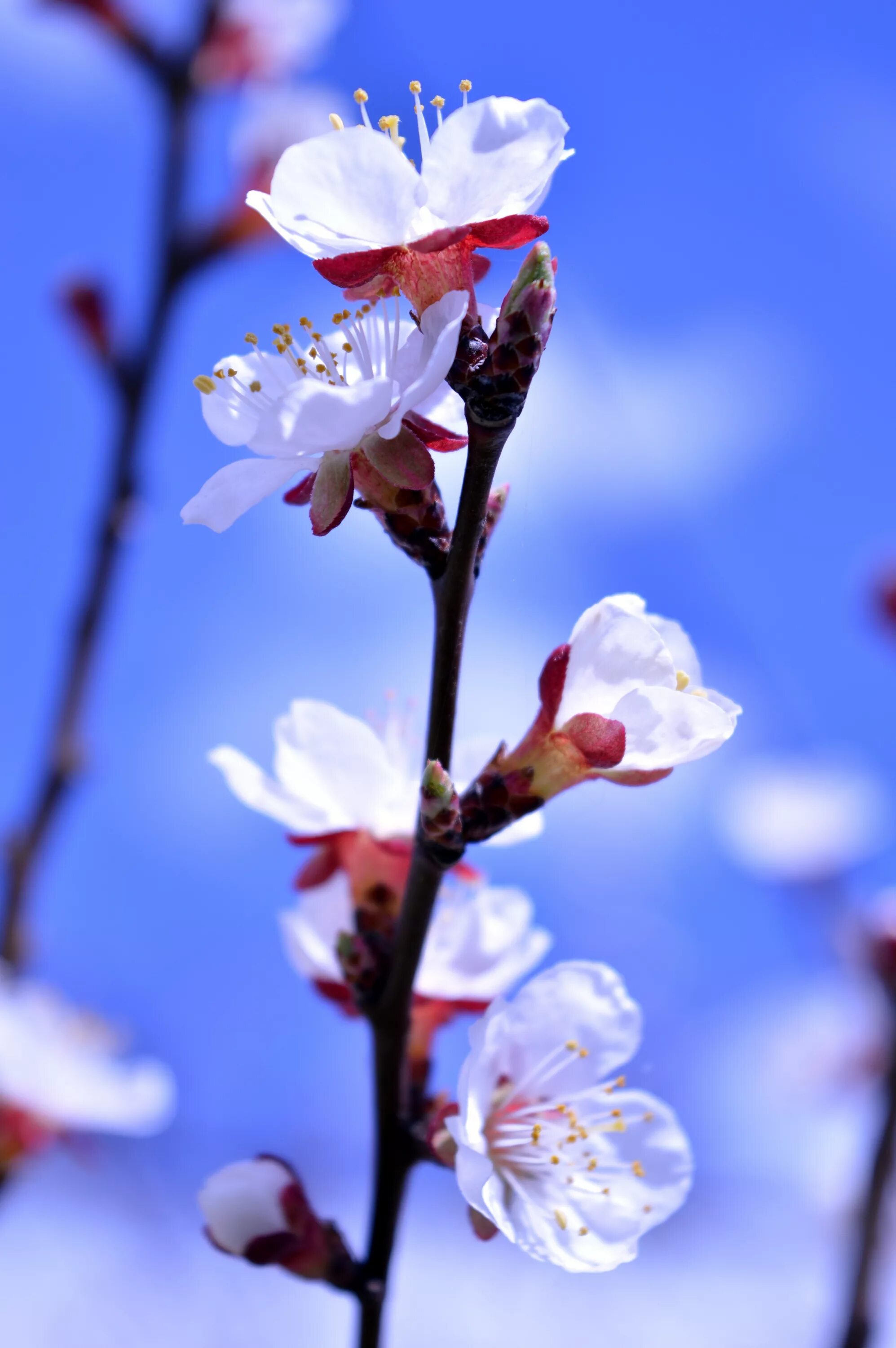 Весенние цветы на телефон вертикальные. Природа весной. Красивая Весенняя природа.