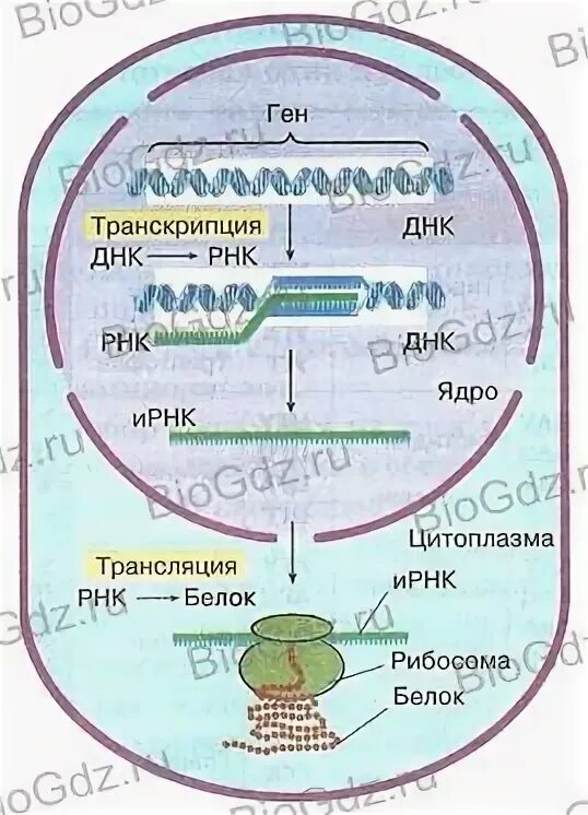 Схема реализации генетической информации