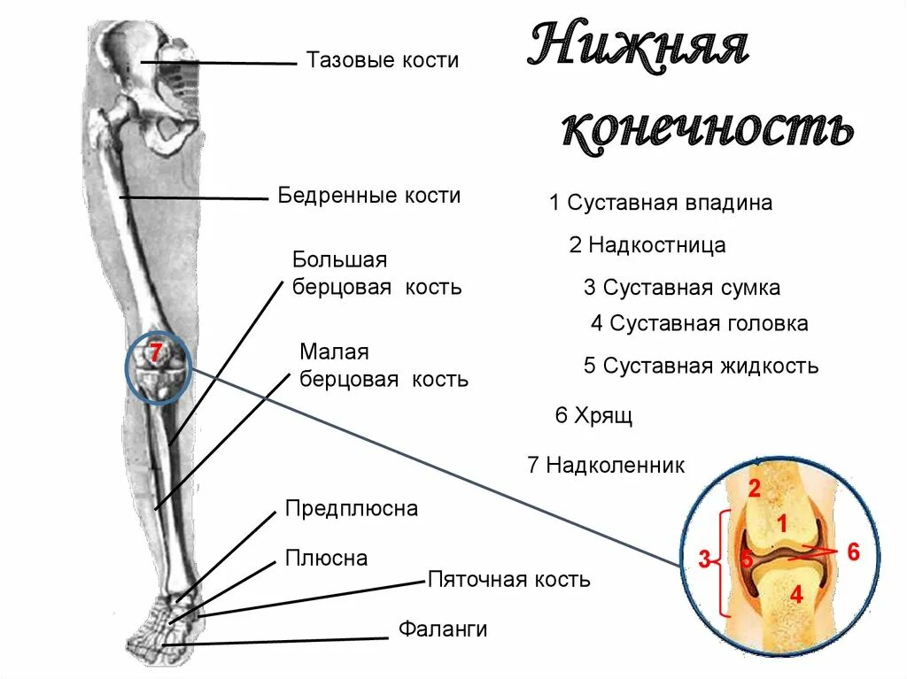 Кость где бедро. Малая берцовая кость нижней конечности. Бедренная малая и большая берцовая кости. Большая и малая берцовая кости ноги. Средняя треть малой берцовой кости.