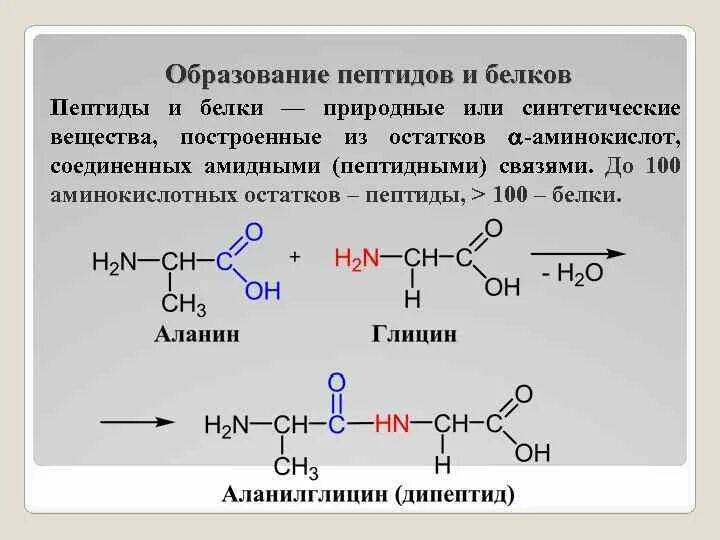 Образование белков