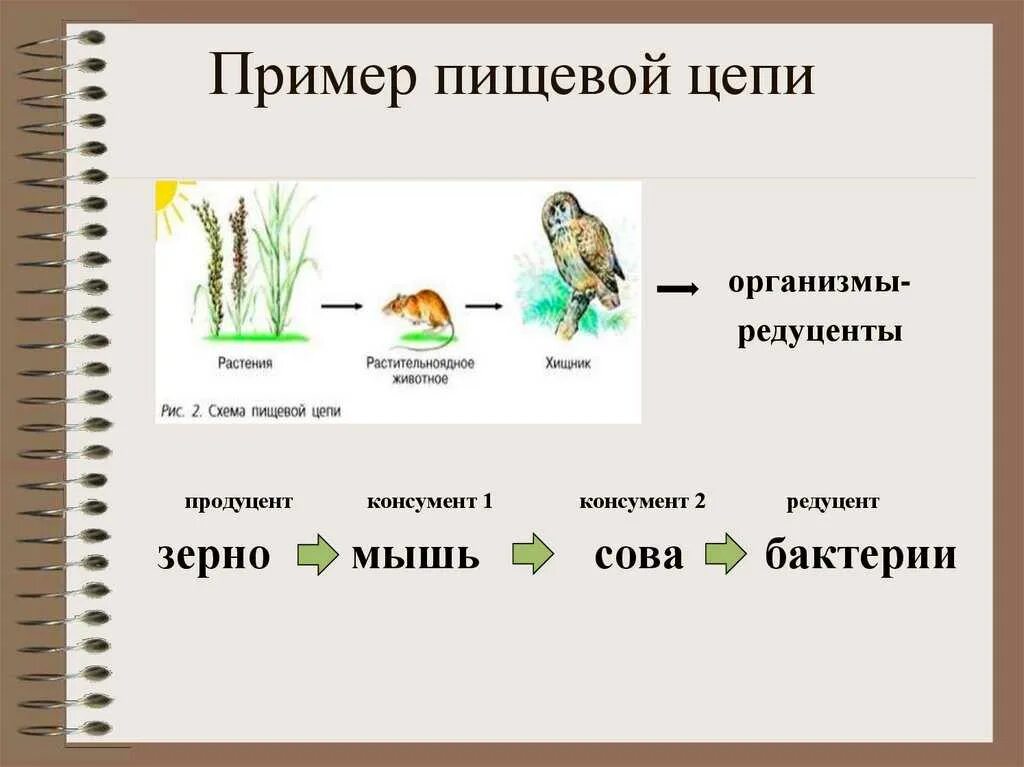 Восстанови последовательность пастбищной пищевой цепи. Пищевые Цепочки 5 класс биология. Цепочка питания 9 класс биология. Биология 5 класс схема цепи питания. Цепи питания 5 класс биология.