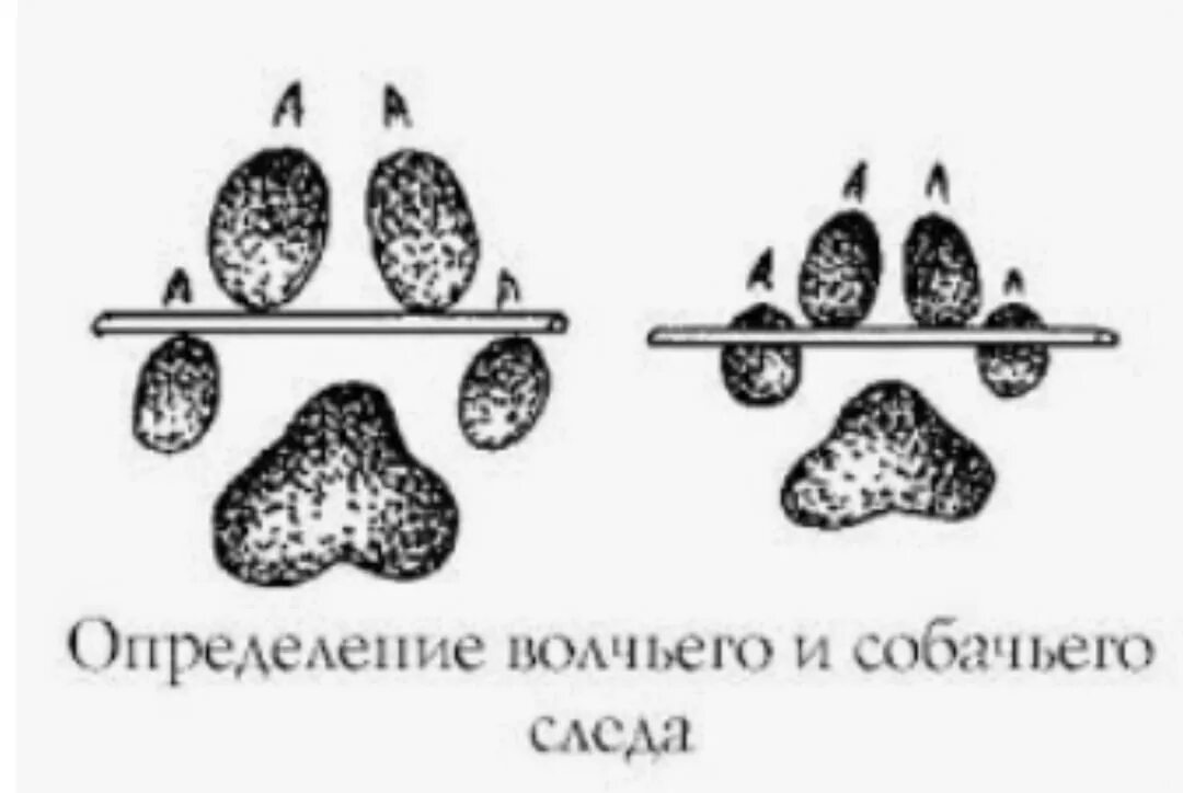 Собачий и волчий след. След волка и собаки сравнение. Как отличить след волка от собаки. Отличие следа волка от следа собаки. Как отличить след волка от собаки.