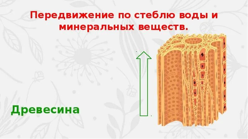 По какой части стебля передвигается вода. Транспорт воды и Минеральных веществ в растении. Передвижение воды и Минеральных веществ по древесине. Транспорт веществ по стеблю. Передвижение воды и питательных веществ в растении.