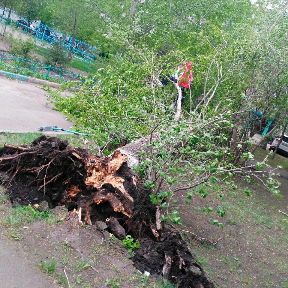 Ураган в москве вчера. Ураган повалил деревья. Сильный ураган поваленного дерева. Деревья повалило в Волгодонске. Ураган в Рубежном повалил деревья.