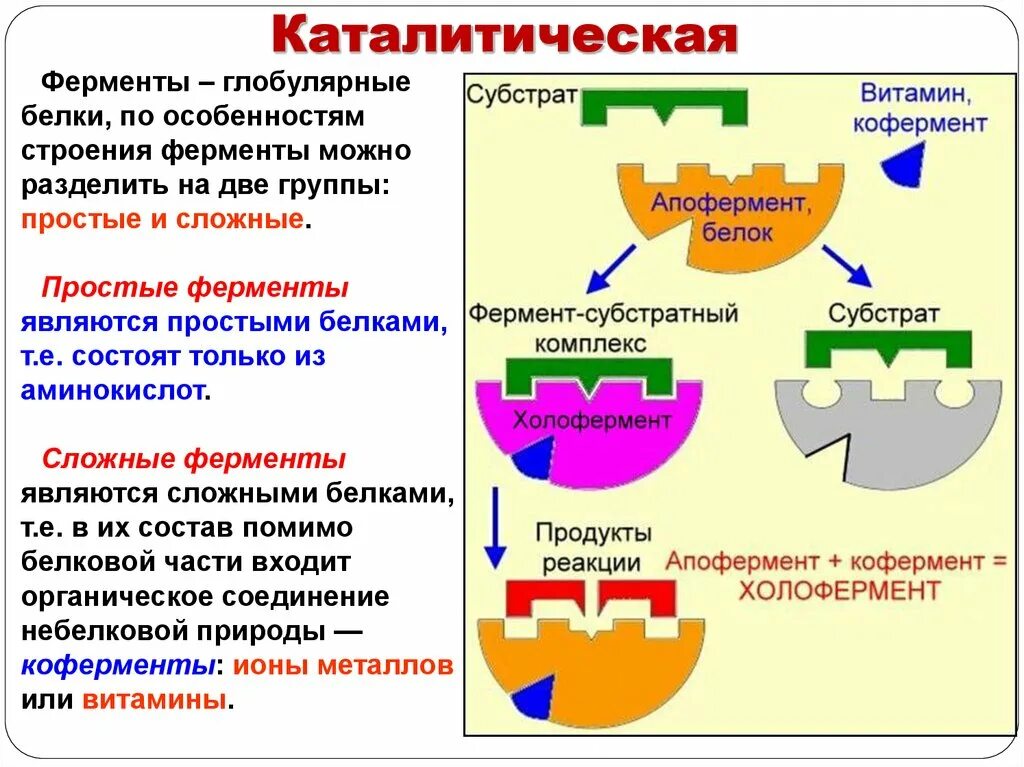 Каталитической активностью обладает. Механизм действия ферментов. Фермент-субстратный комплекс.. Строение фермента и субстрата. Схема образования комплекса фермент субстрат. Фермент-субстратный комплекс это в биохимии.