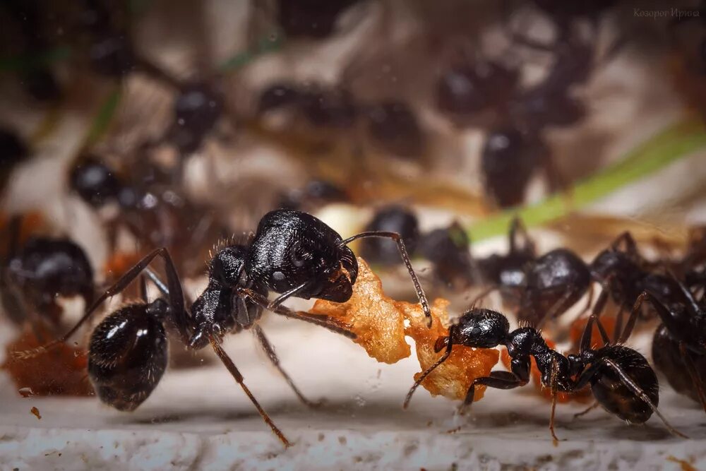 Муравьи-жнецы муравьи. Messor clivorum. Степной муравей-Жнец. Японский муравей-древоточец. Messor structor
