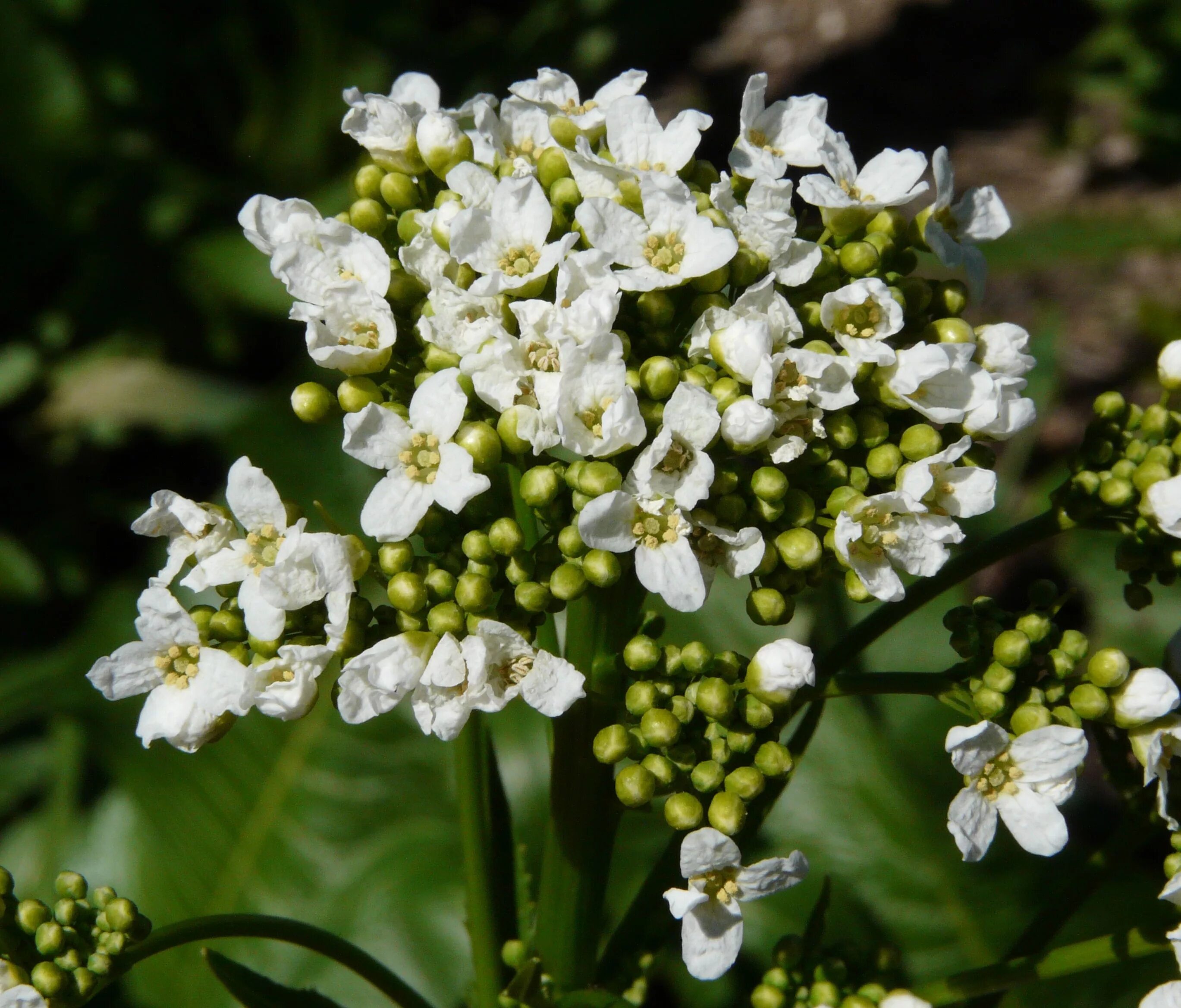 хрен растение цветение. катран татарский tataria sebeok. цветущий хрен. хрен растение соцветие. соцветие хрена.