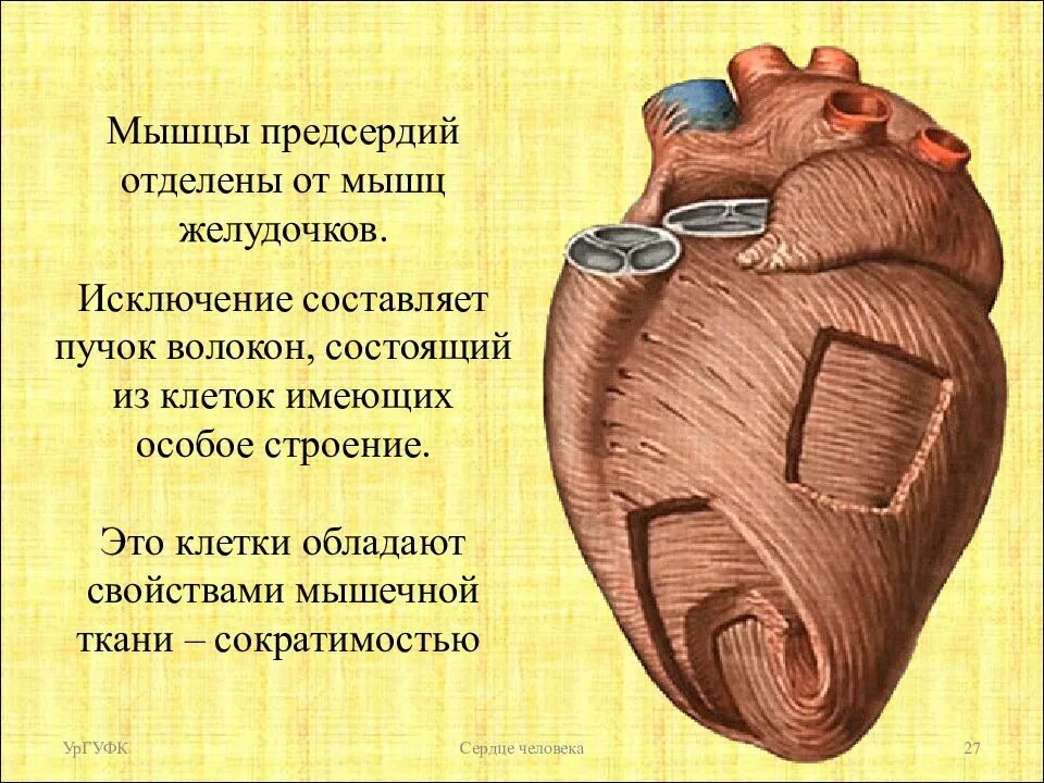 Сердечная мышца представлена тканью