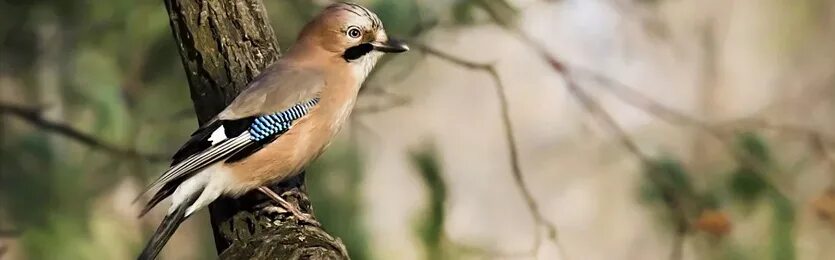 Сойка издает звук перфоратора видео. Поющие птицы, сойка. Сойка птица пение слушать. Глаз сойки. Кедровая сойка.