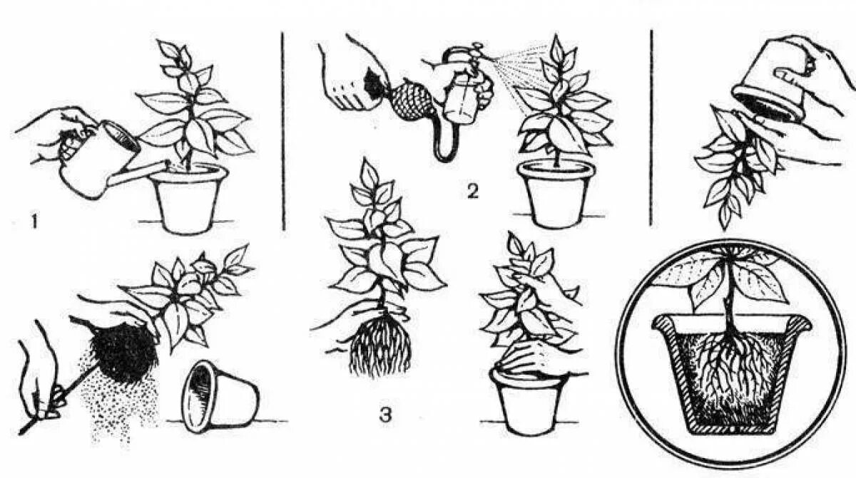 Схема пересадки растений для детей. Схема пересадки комнатных растений. Этапы посадки комнатных растений. Хема пересадки растений для детей.