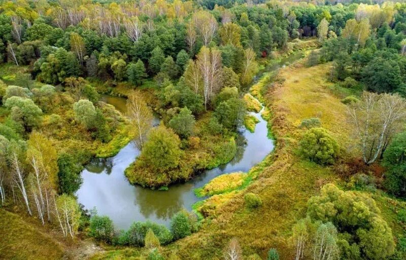 Леса половина территории россии. Заповедник Калужские Засеки Калужская область. Заповедник Калужской области Засеки. Ульяновский район.заповедник Калужские Засеки. Лесной заповедник Калужские Засеки.