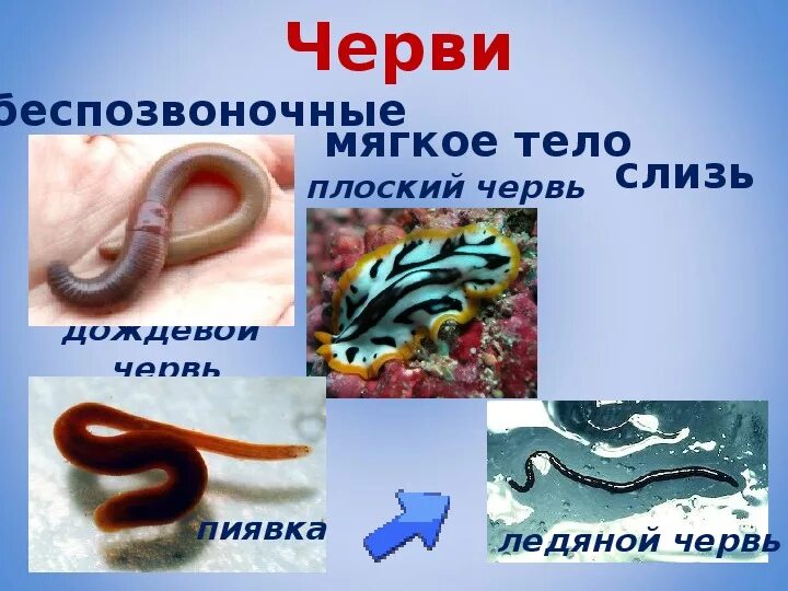 Разнообразие животных черви. Черви 3 класс.
