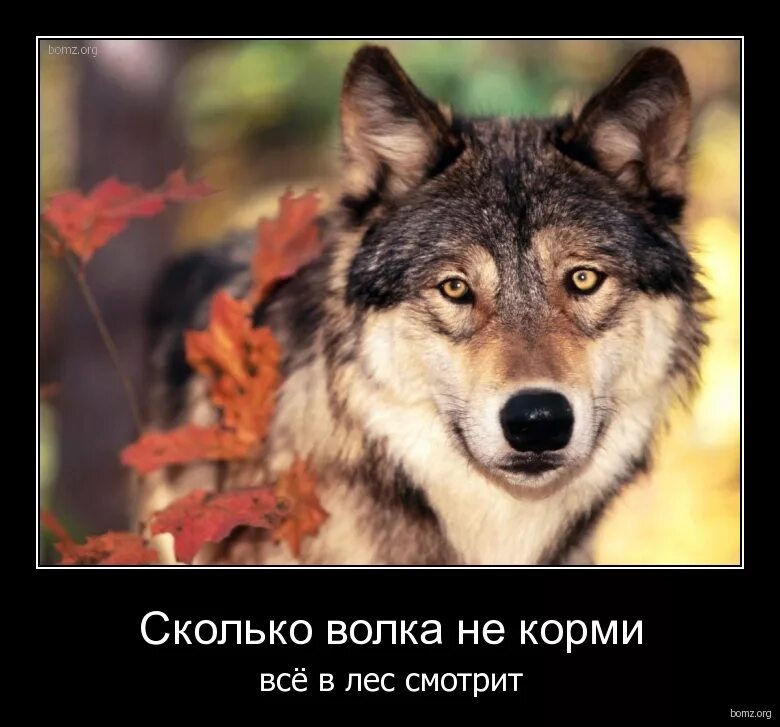 песня сколько волка не корми смотрит. сколько волка не корми всё равно в лес смотрит. песня сколько волка не корми смотрит. пословица сколько волка не корми все равно в лес смотрит. песня сколько волка не корми смотрит.