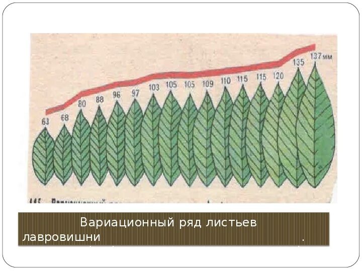 Нарастание листа. Вариационная кривая модификационной изменчивости. Вариационный ряд лавровых листов. Вариационный ряд лаврового листа. Размеры листьев.