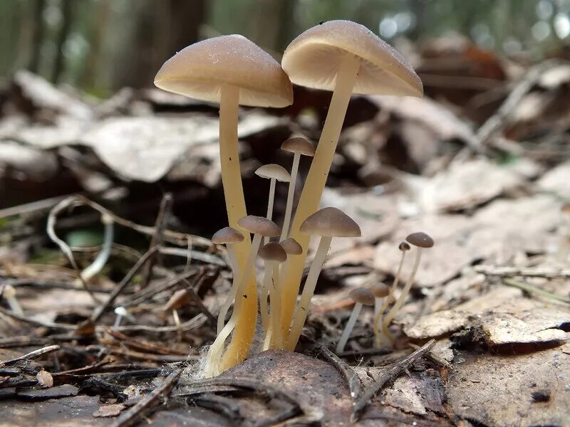 Первый гриб весной название. Весенние грибы в Подмосковье съедобные. Ранние грибы Подмосковья съедобные. Весенние грибы Подмосковья. Маленькие грибы.