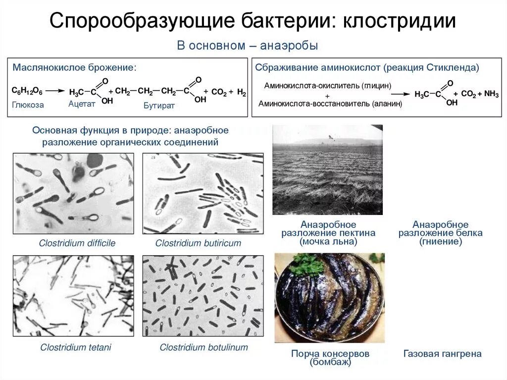 Приведите 3 примера бактерий. Классификация бактерий клостридии. Спорообразующие термофильные анаэробные микроорганизмы. Спорообразующие анаэробные клостридии. Понятие клостридии и бациллы.