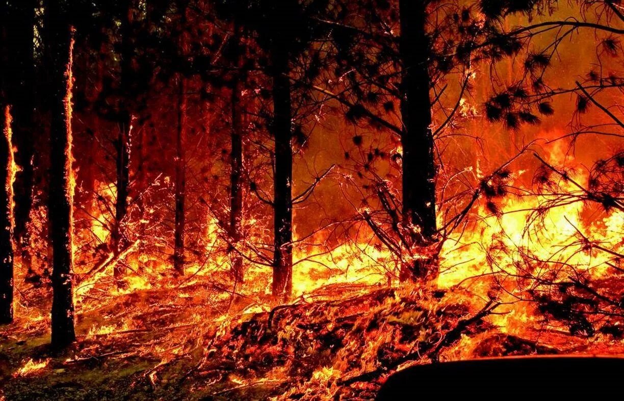 Мокрые леса загорались величественными багряными. Горящий лес. Лесные пожары. Горящий лес ночью. Горящий лес на горе.