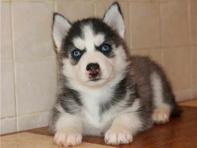 Хаски щенок. Хаски аватарка. Название хаски. Название хаски. Хаски фото.