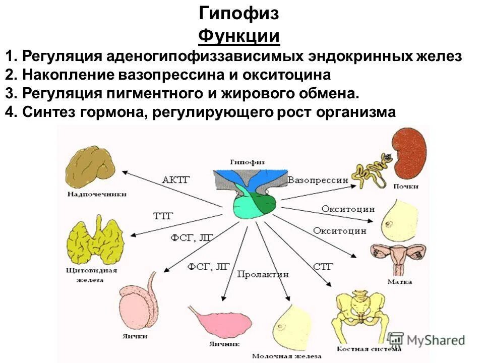 Регуляция роста и развития
