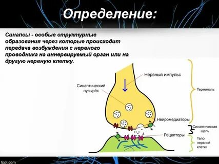 Механизм синапса