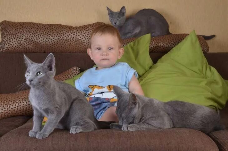 Породы кошек которые любят детей