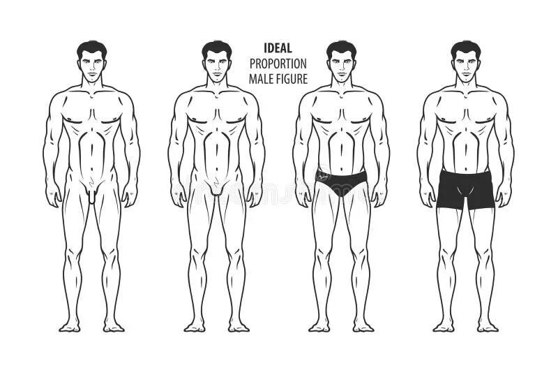 Тело скопировать. Мужская фигура пропорции. Идеальная мужская фигура пропорции. Строение тела мужчины. Мужская фигура Телосложение.