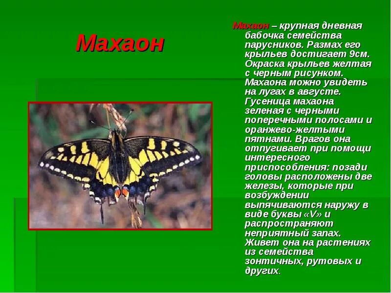 Бабочка Махаон размах крыльев. Махаон бабочка 2 класс. Бабочка Махаон краткое описание для детей 2 класса. Махаон бабочка красная книга описание.