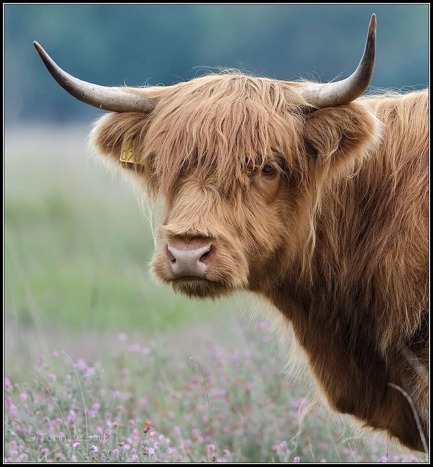 хайлендские коровы телята. маленький бычок. теленок. маленький бычок. маленький бычок.