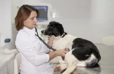Клиническая диагностика животных
