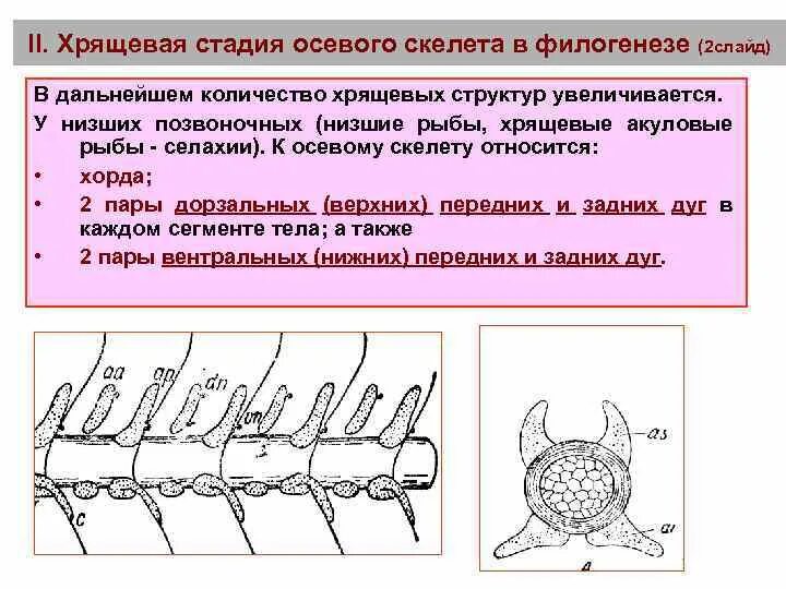 Ткань скелета у хрящевых. Позвонки хрящевых рыб. строение позвоночника хрящевых рыб. осевой скелет хрящевых рыб. филогенез осевого скелета.