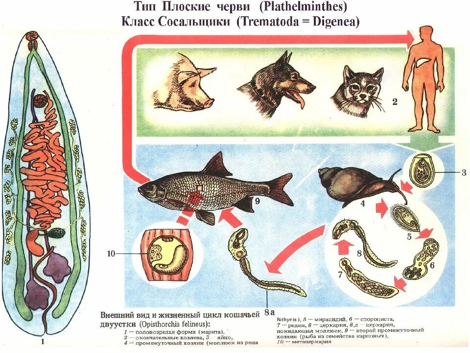 Кошачий, Сибирский сосальщик жизненный цикл. Трематоды Кошачья двуустка. Жизненный цикл Сибирского сосальщика. Жизненный цикл кошачьей двуустки схема.