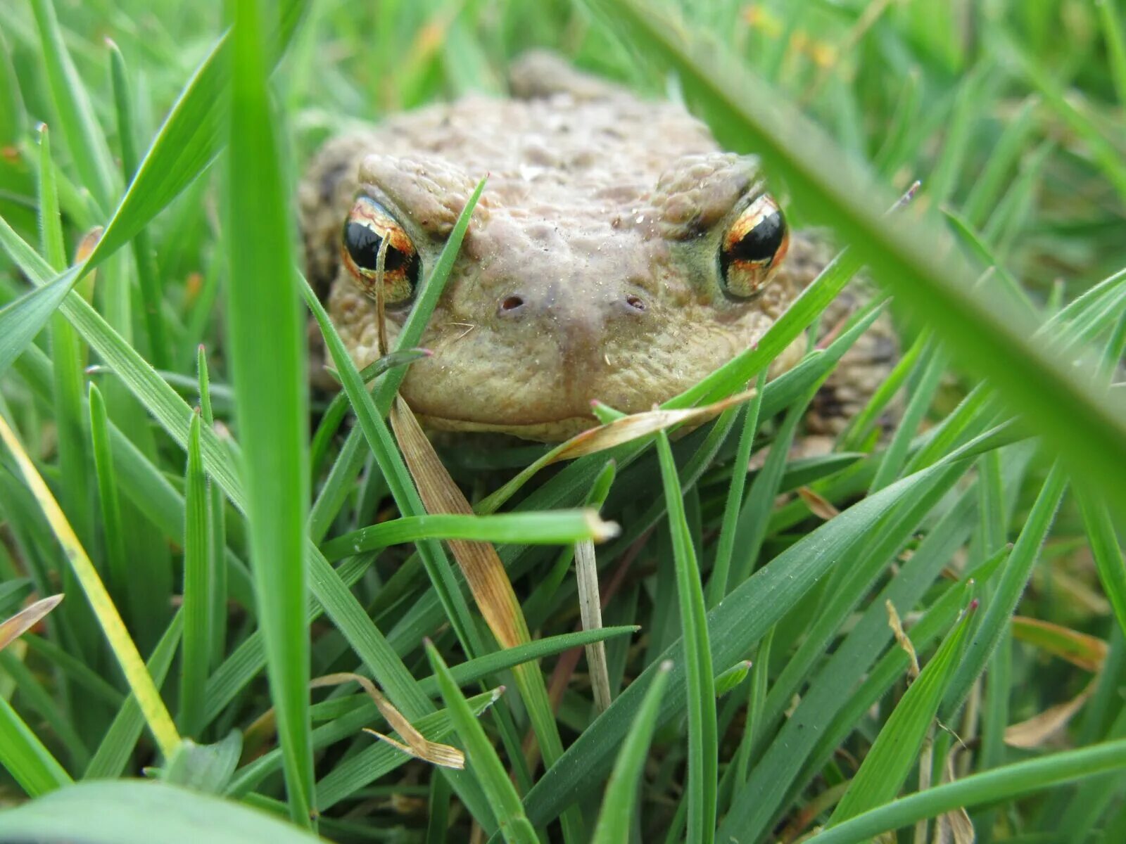 Лягушка обычная. Обыкновенная жаба. Обыкновенная дождевая лягушка. Зелёные животные в природе. Common animal