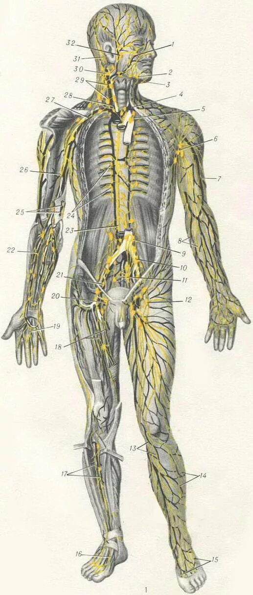 Лимфатическая система лимфоузлы. Лимфатическая система человека анатомия движение лимфы. Лимфатическая система схема. Лимфатическая система человека узлы. Лимфатические органы и сосуды
