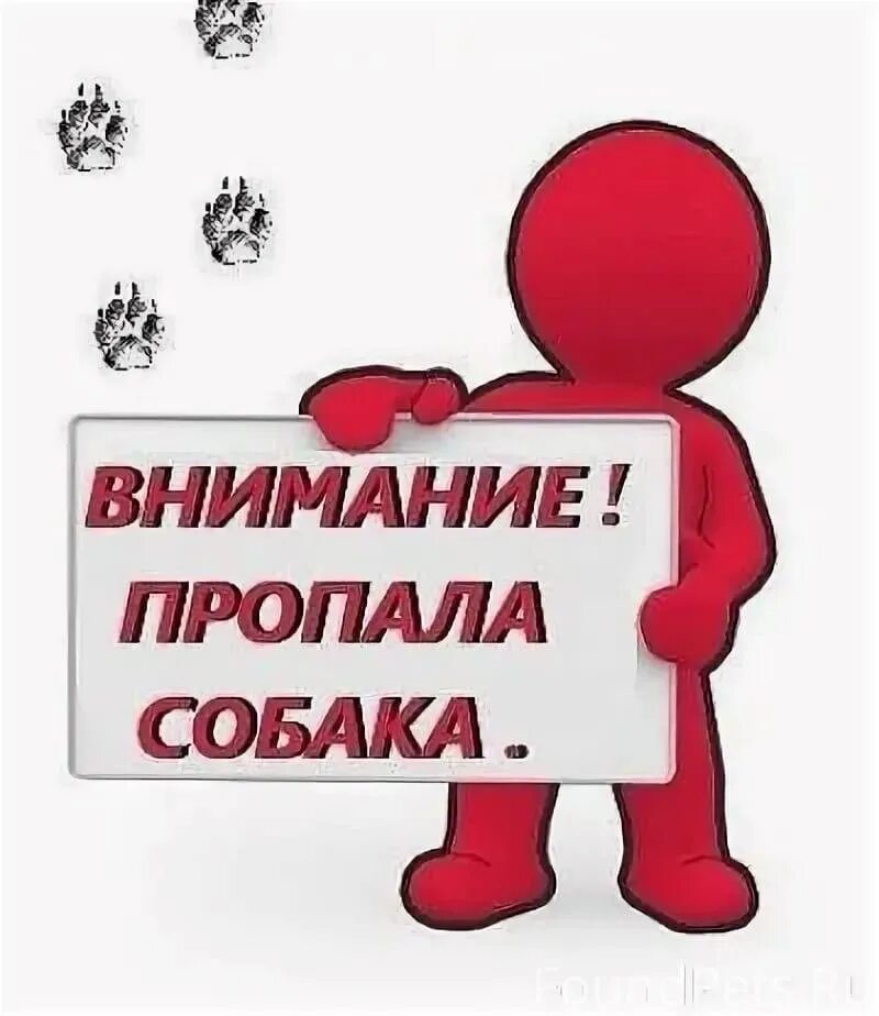 Пропала собака помогите. Внимание потерялась собака. Картинка потерялась собака. Помогите найти собаку. Помогите пропала собака.