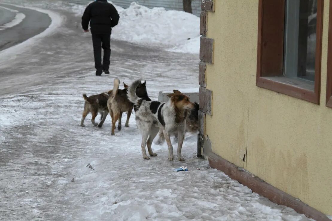 Отлов собак Красноуральск. Бродячие собаки. Бродячие собаки в городе.