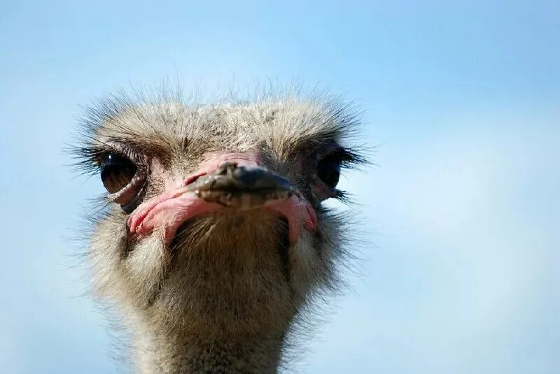 эпифиз декарт. глаз больше чем его мозг. глаз больше чем его мозг. страус мозг и глаз. рот страуса.