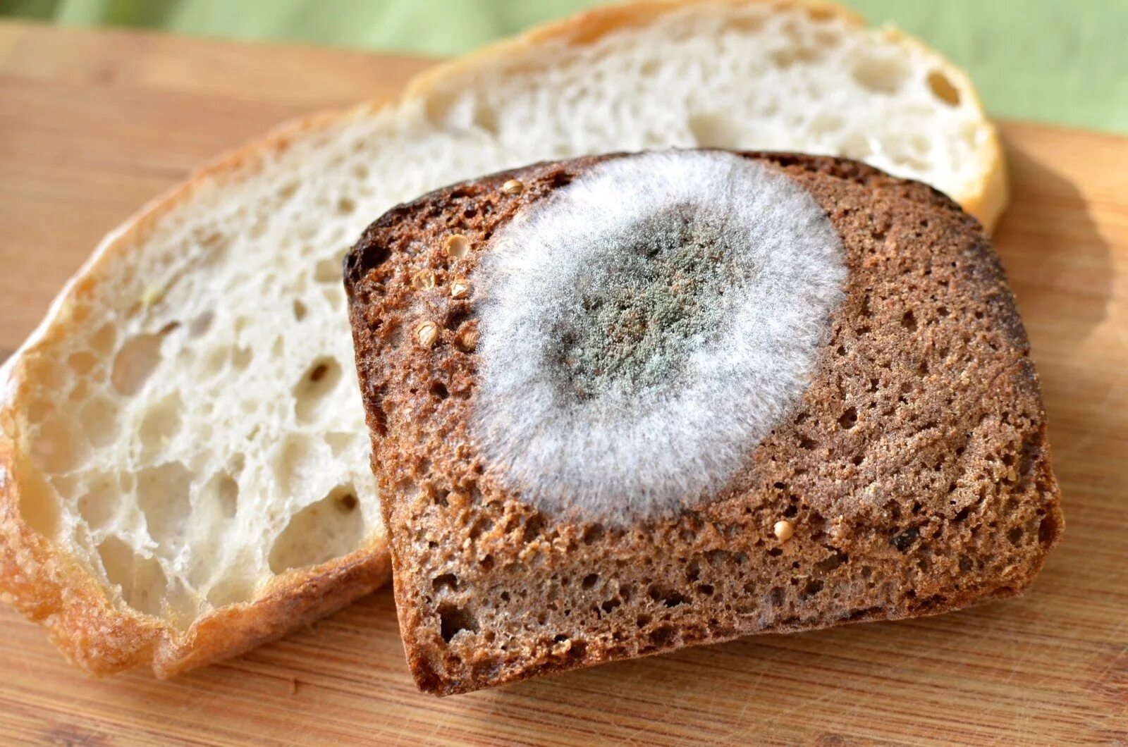 Хлебная плесень мукор. Белая плесень мукор на хлебе. Гриб пеницилл на хлебе. Гриб мукор на хлебе. Ела хлеб с плесенью