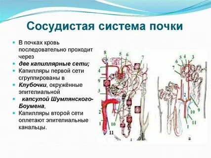 Почки и почечная система
