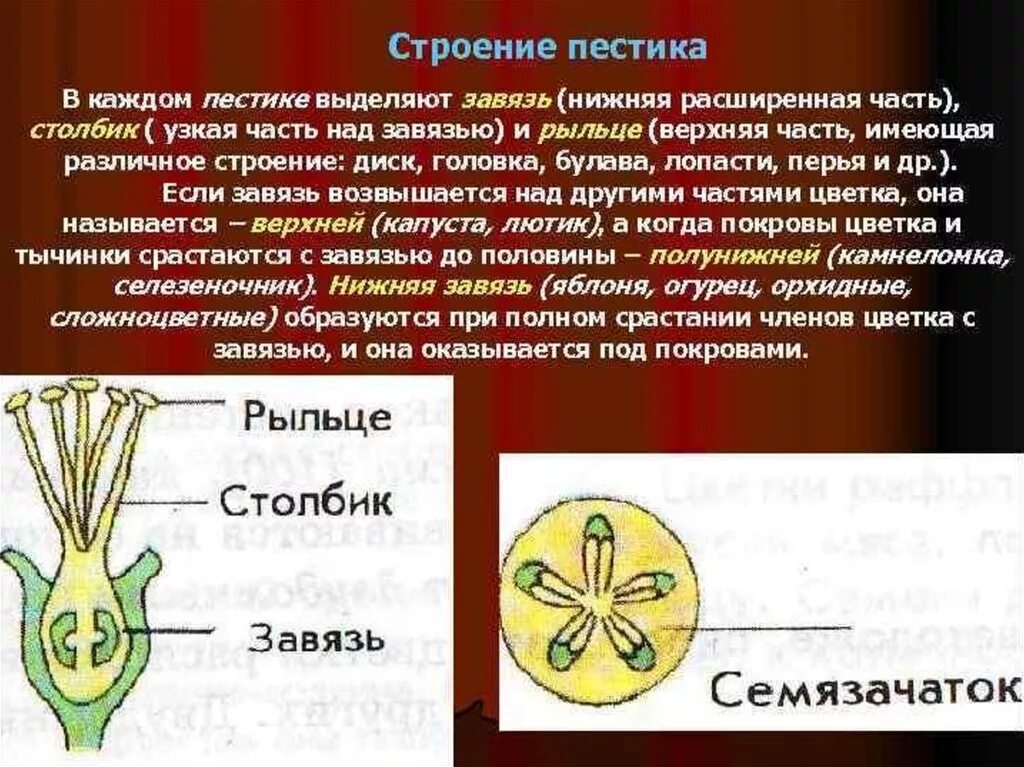 Завязь функция 6 класс. Строение пестика. Строение завязи пестика. Строение завязи цветка. Завязь это часть.