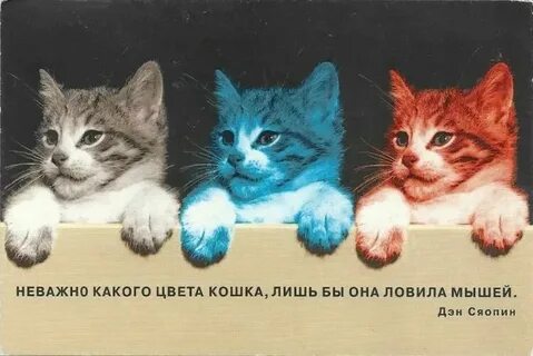 Не важно какого цвета кошка