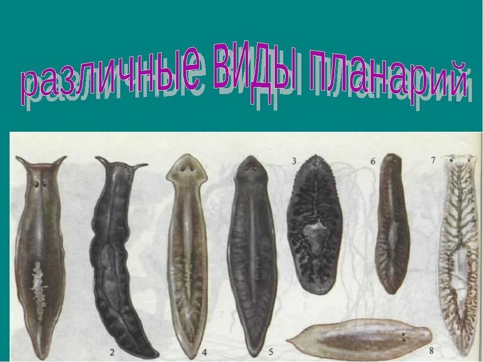 ресничные паразитические черви. тип плоские черви 7 класс многообразие. классификация типа плоские черви представители. ресничные черви паразиты. плоских червей планария.