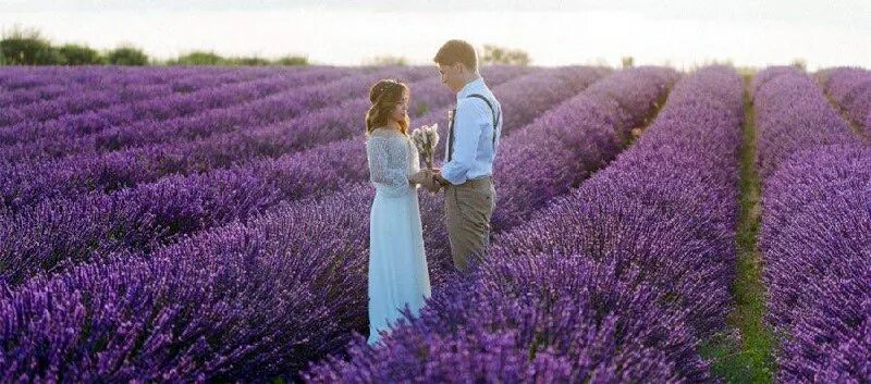 родригес хосе. крымский прованс лавандовые поля. лавандовый сад люсинда райли. девушка с лавандой. девушка в поле.