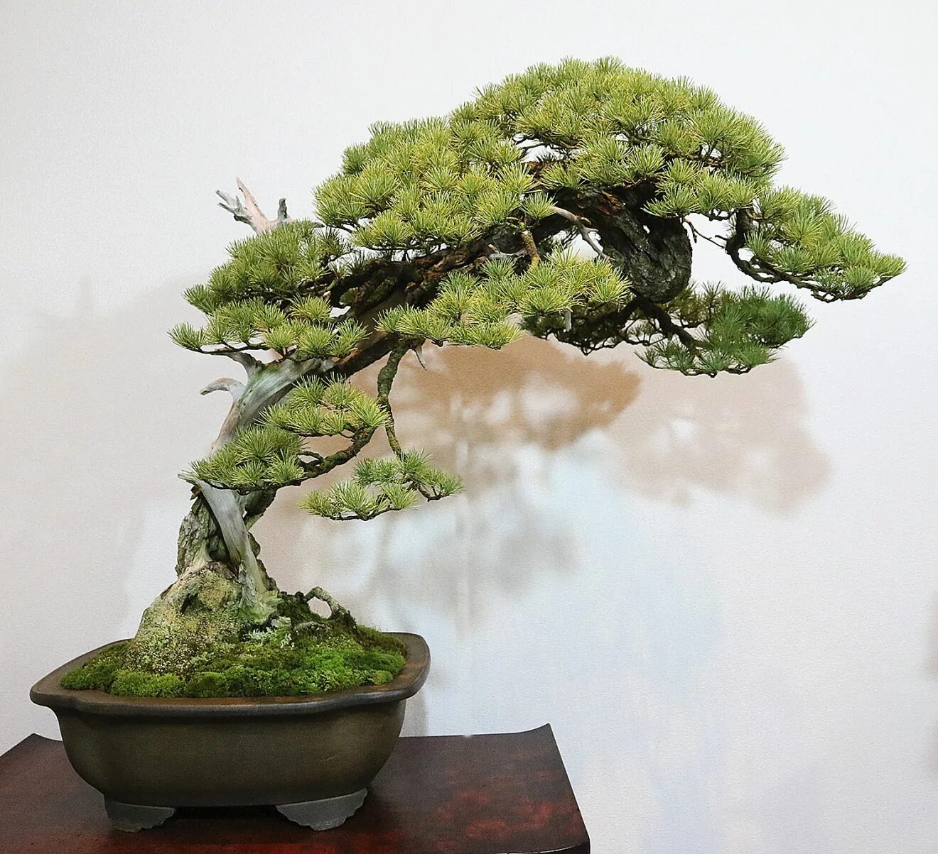 Kokufu Bonsai. Османтус японский дерево. Бонсай в Наруто. Дерево японских императоров для бонсай. Японская сосна бонсай