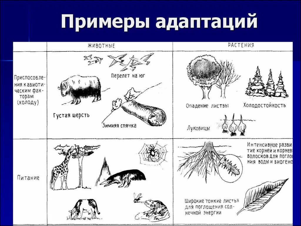 Биологическая адаптация примеры у животных. Примеры адаптации. Адаптация примеры в биологии. Примеры адаптации организмов.