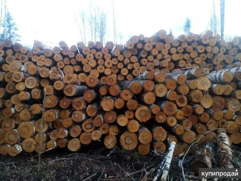 Баланс хвойный. Фанкряж березовый. Балансы хвойных пород. Баланс березовый.