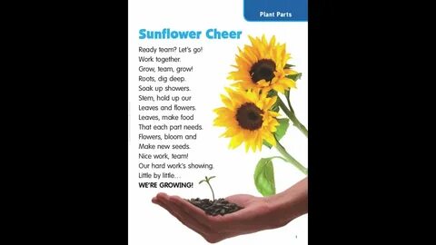 Sunflower текст