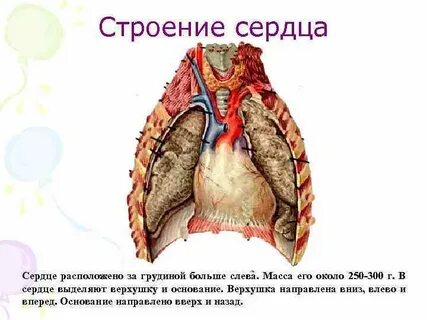 Где расположено сердце какое строение оно имеет