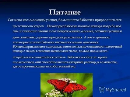 Бабочка среда обитания