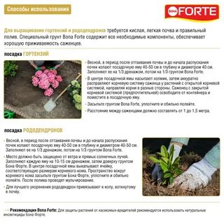 Кислотность почвы для гортензии